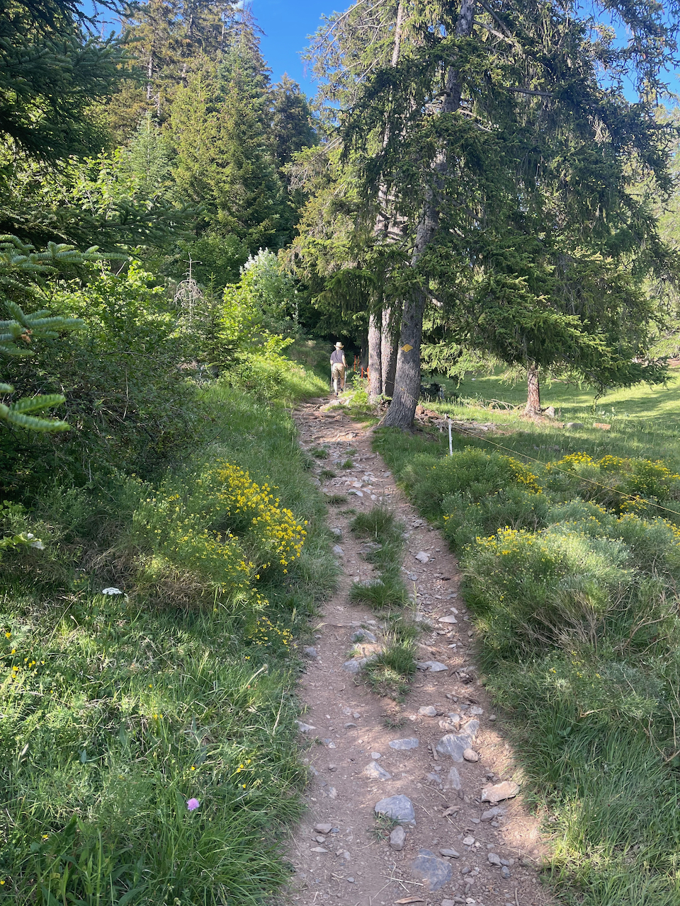 Chemin en forêt symbolisant le parcours "Retrouver son cap", une approche de sophrologie en pleine nature pour développer ses ressources et les intégrer dans son quotidien.